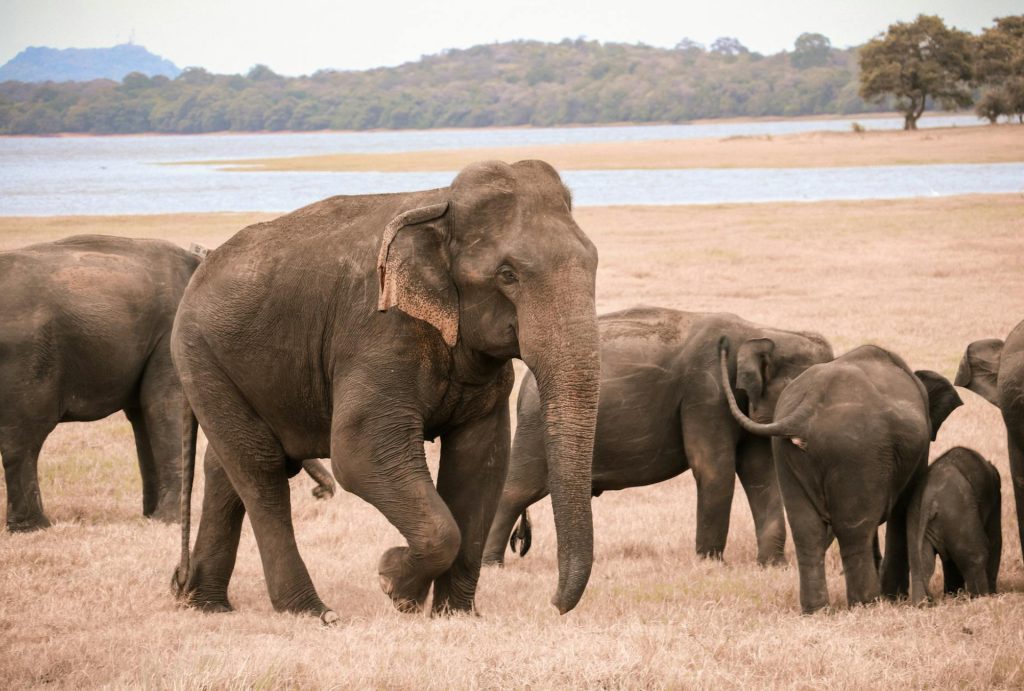 An Elephants on Brown Grass Field - Sri Lanka