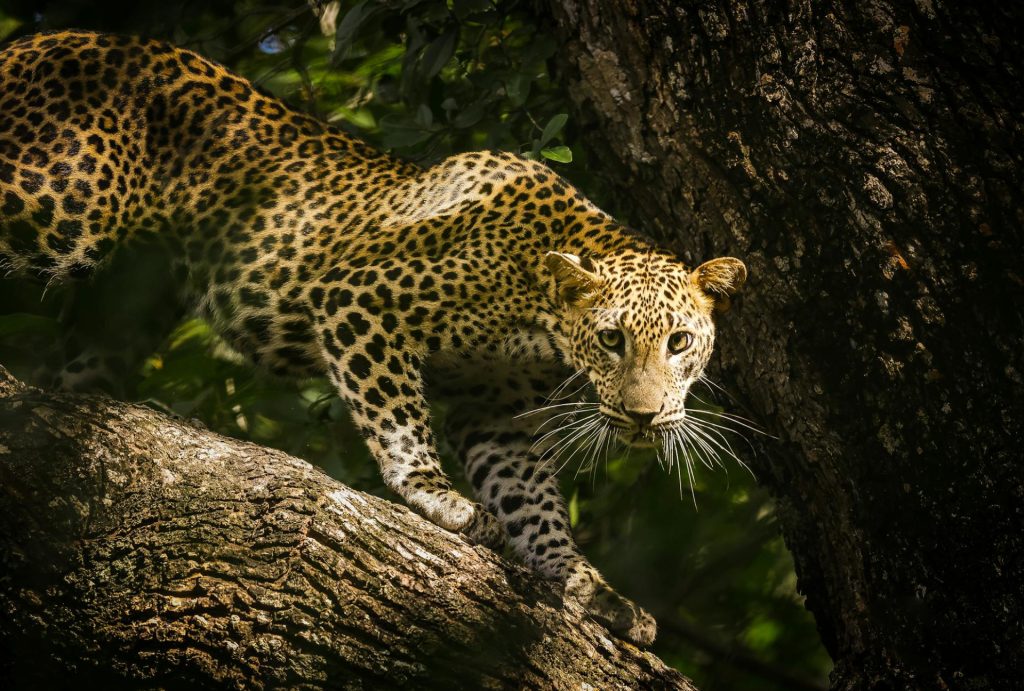 Sri Lankan Leopard Stealthily Prowling on Tree Branch - Luxury Sri Lanka Tours